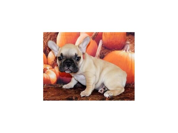 French Bulldog DOG Female Fawn 12369 Petland Batavia, Illinois