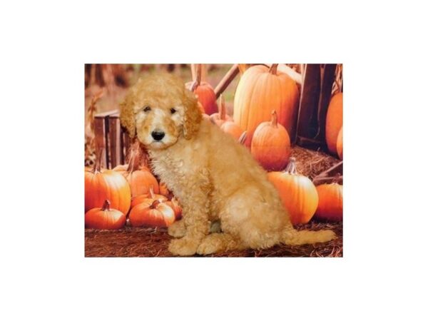 Standard Poodle DOG Female Apricot 12370 Petland Batavia, Illinois