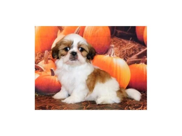 Shih-Peke-DOG-Male-White / Gold-12375-Petland Batavia, Illinois