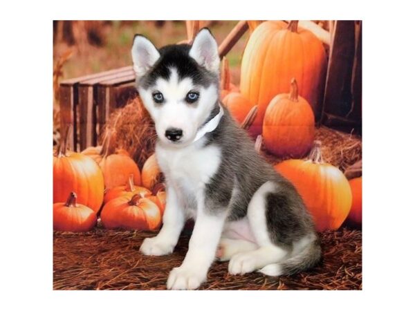 Siberian Husky-DOG-Female-Black / White-12371-Petland Batavia, Illinois
