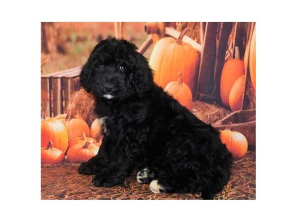 Bernedoodle-DOG-Male-Black-12374-Petland Batavia, Illinois
