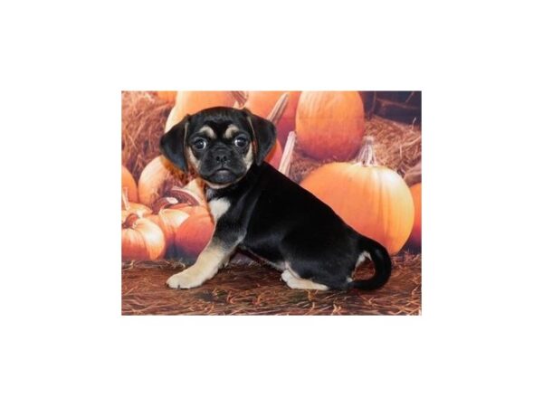 Puggle-DOG-Female-Black / Tan-20255-Petland Batavia, Illinois