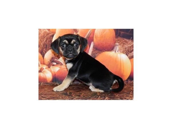 Puggle DOG Female Black / Tan 20255 Petland Batavia, Illinois