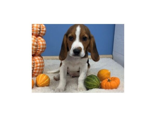 Beagle DOG Male Tri Colored 20512 Petland Batavia, Illinois
