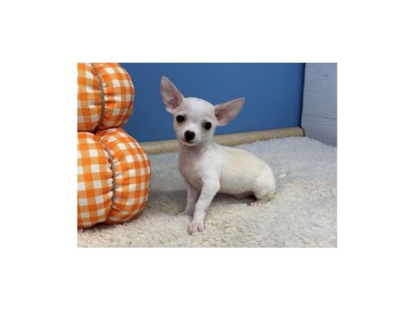 Chihuahua DOG Male White / Cream 20189 Petland Batavia, Illinois