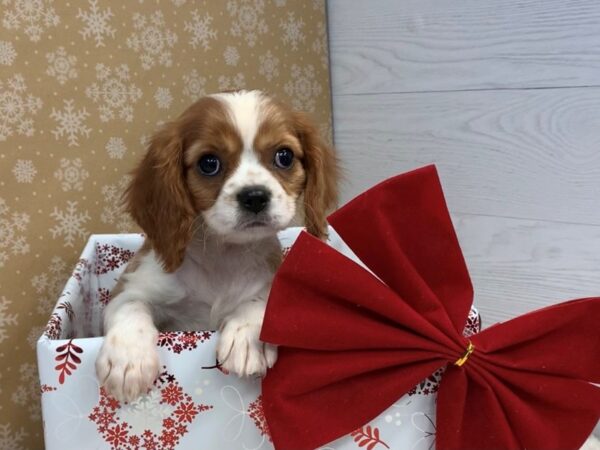 Cavalier King Charles Spaniel DOG Male Blenheim 20253 Petland Batavia, Illinois