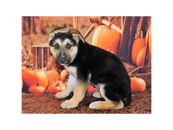 German Shepherd Dog DOG Male Black / Tan 20268 Petland Batavia, Illinois