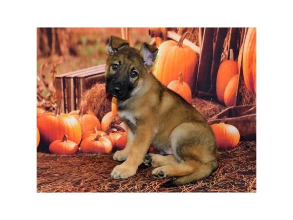 German Shepherd Dog DOG Female Sable 12382 Petland Batavia, Illinois