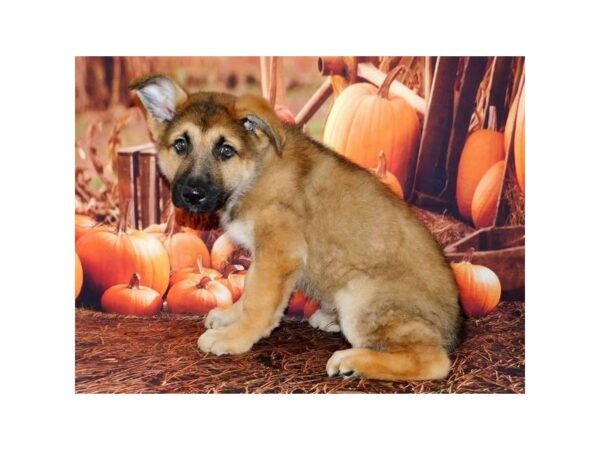 German Shepherd Dog DOG Male Sable 12383 Petland Batavia, Illinois