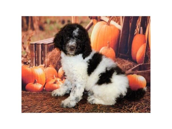 Standard Poodle-DOG-Male-Chocolate / White Parti-12379-Petland Batavia, Illinois