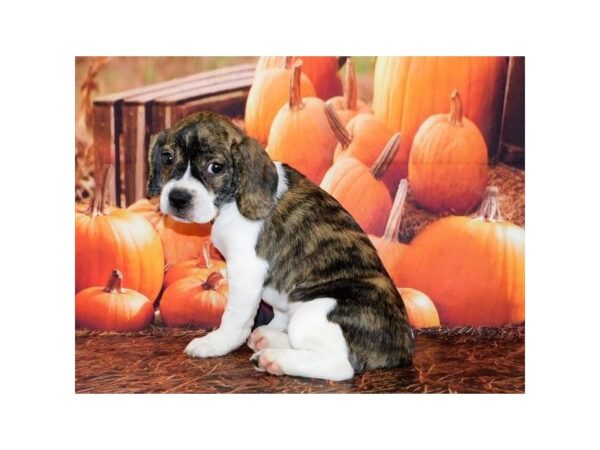 Frengle DOG Female Brindle / White 12380 Petland Batavia, Illinois