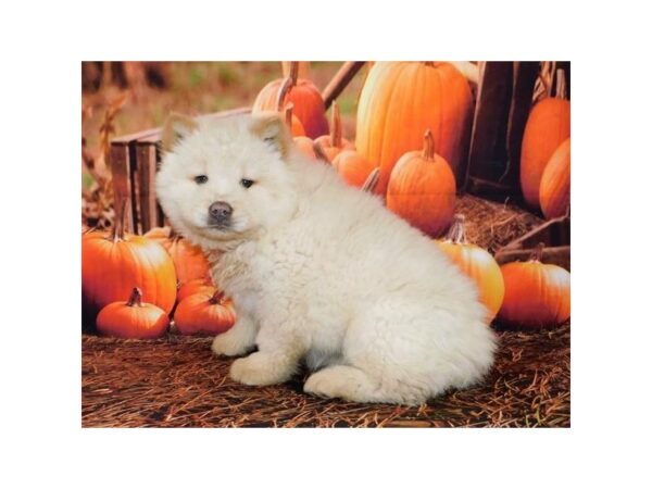 Chow Chow DOG Female Cream 12377 Petland Batavia, Illinois