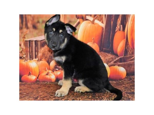 German Shepherd Dog DOG Female Black / Tan 20526 Petland Batavia, Illinois