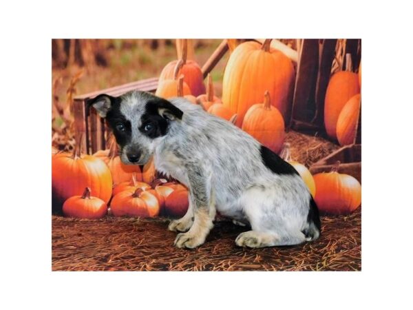 Heeler/Border Collie-DOG-Female-Black White / Tan-20524-Petland Batavia, Illinois