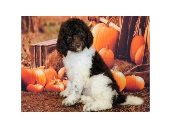 Standard Poodle DOG Female Chocolate / White Parti 20519 Petland Batavia, Illinois