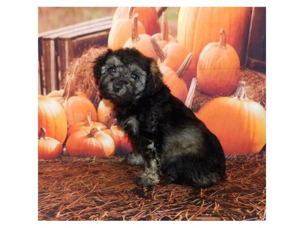 Schnoodle DOG Female Salt / Pepper 20529 Petland Batavia, Illinois