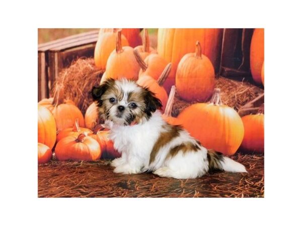 Shih Tzu DOG Male Gold / White 20520 Petland Batavia, Illinois