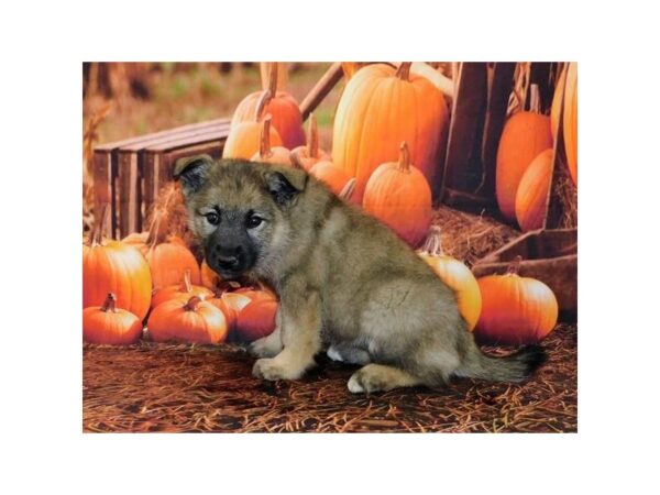 Norwegian Elkhound DOG Female Sable 20518 Petland Batavia, Illinois