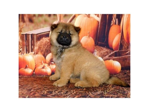 Chow Chow DOG Female Cinnamon 20522 Petland Batavia, Illinois