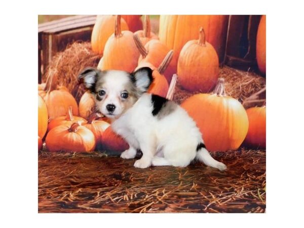 Chihuahua DOG Male Blue Merle 20521 Petland Batavia, Illinois
