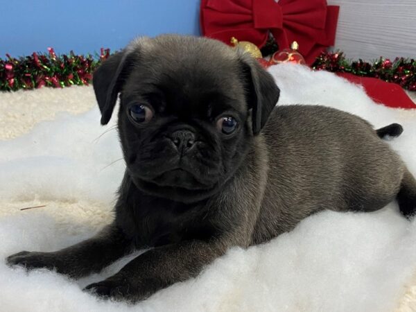 Pug DOG Male Silver 20261 Petland Batavia, Illinois