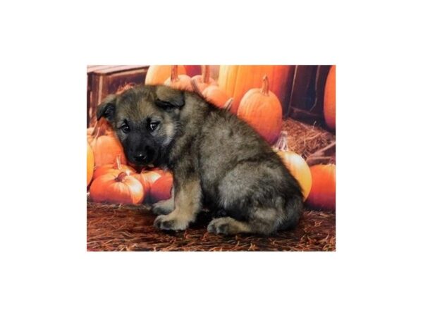 Norwegian Elkhound-DOG-Male-Sable-12378-Petland Batavia, Illinois