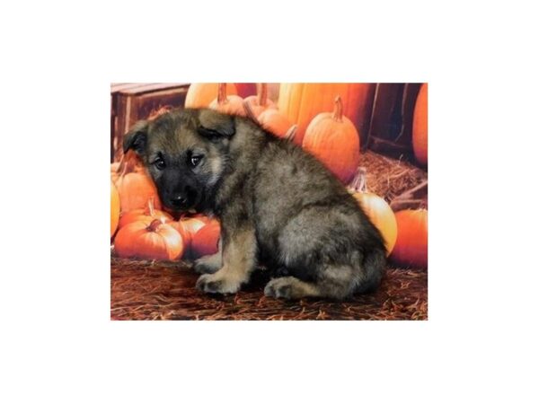 Norwegian Elkhound DOG Male Sable 12378 Petland Batavia, Illinois