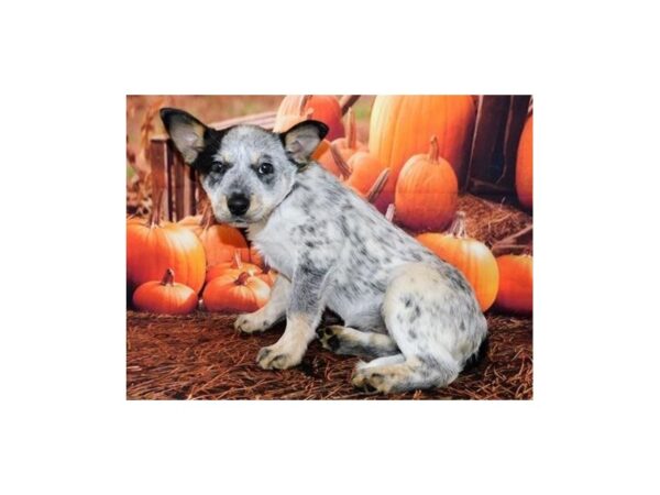 Heeler/Border Collie DOG Female Black White / Tan 12381 Petland Batavia, Illinois