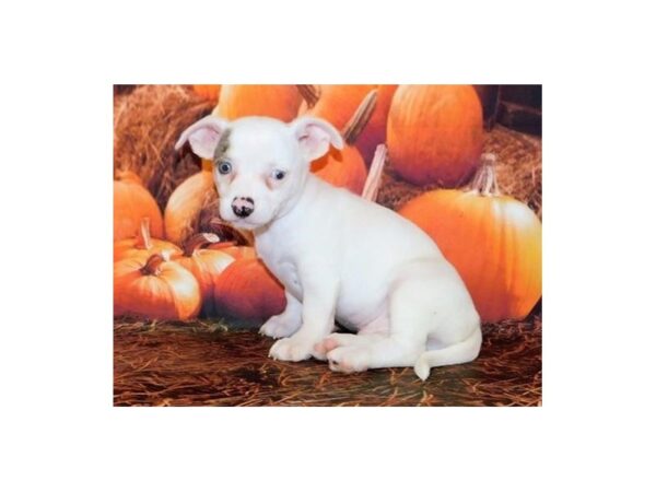 Chihuahua DOG Male Blue Merle 12376 Petland Batavia, Illinois
