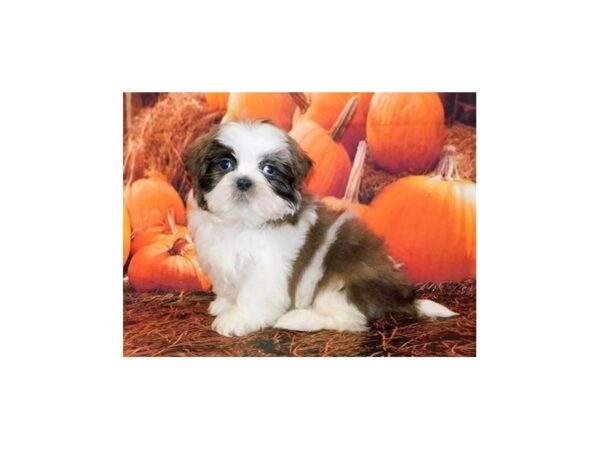 Mal Shi DOG Male Blue Fawn 20528 Petland Batavia, Illinois