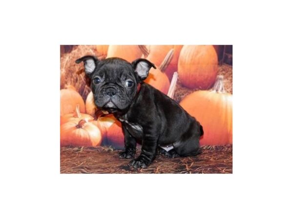 Frenchton DOG Female Black Brindle 20525 Petland Batavia, Illinois