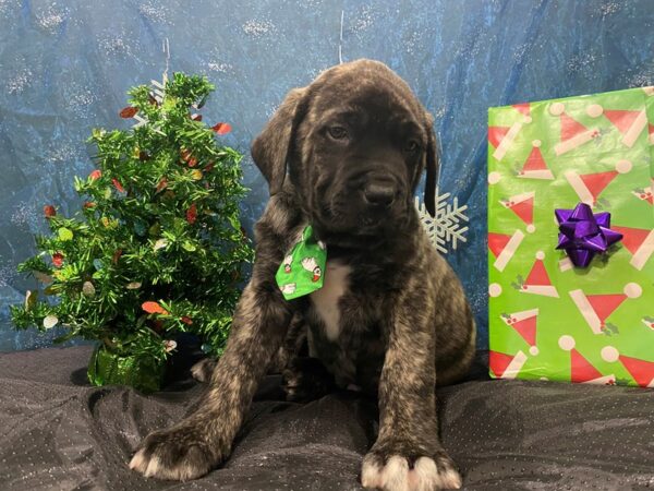 English Mastiff-DOG-Male-Brindle-12385-Petland Batavia, Illinois