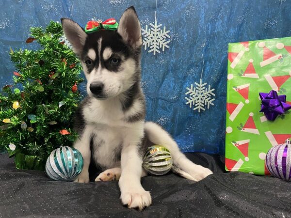 Siberian Husky DOG Female Black & White 12387 Petland Batavia, Illinois