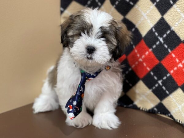 Hava Tzu DOG Male Chocolate and White 20536 Petland Batavia, Illinois