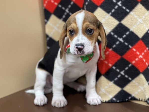 Beagle DOG Female Tri Colored 20539 Petland Batavia, Illinois