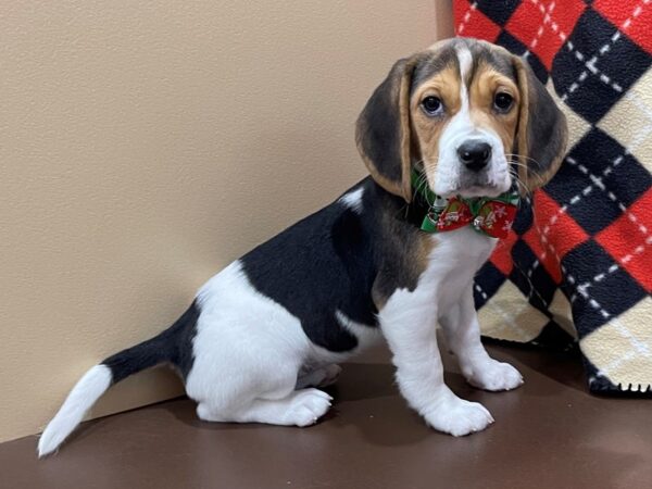 Beagle DOG Female Tri Colored 20538 Petland Batavia, Illinois