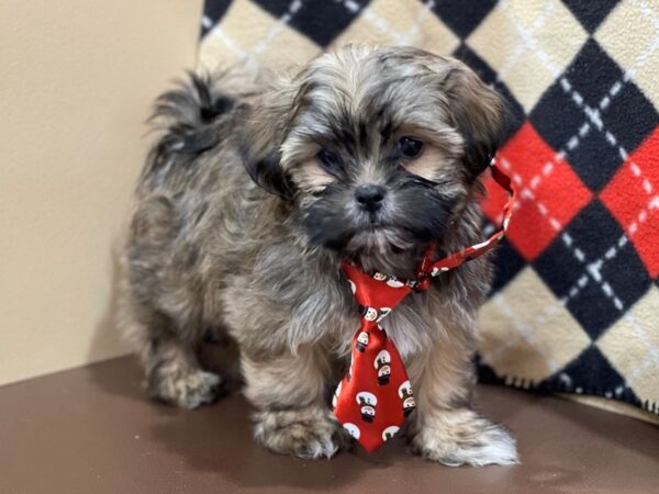 Hava Tzu DOG Male Brindle 20535 Petland Batavia, Illinois