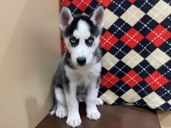 Siberian Husky DOG Male Black & White 20534 Petland Batavia, Illinois