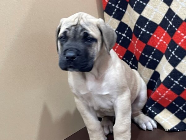 English Mastiff DOG Male Fawn, Black Mask 20531 Petland Batavia, Illinois