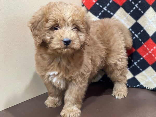 Goldendoodle Mini DOG Male Golden 20533 Petland Batavia, Illinois