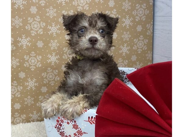 Schnoodle DOG Male Chocolate / Tan 20269 Petland Batavia, Illinois