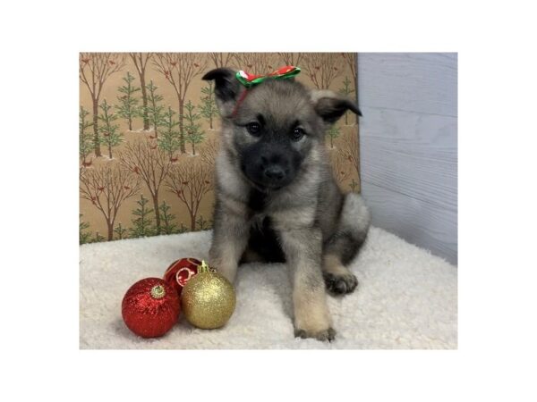 Norwegian Elkhound DOG Female Sable 20264 Petland Batavia, Illinois