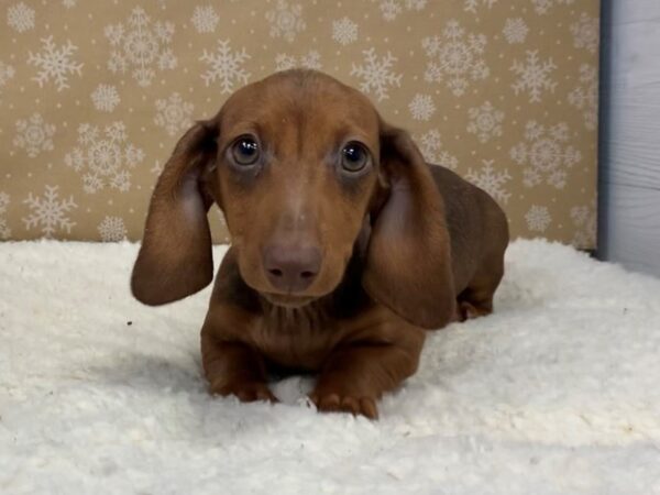 Dachshund DOG Female Red 20223 Petland Batavia, Illinois