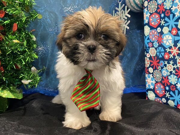 Hava Tzu DOG Male Chocolate and White 20568 Petland Batavia, Illinois