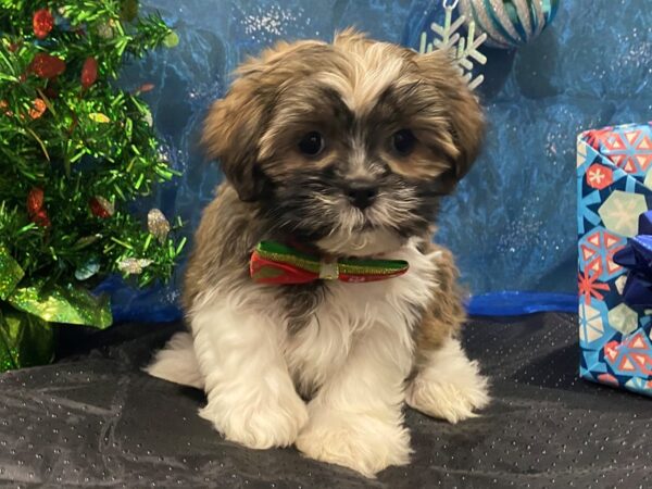 Hava Tzu-DOG-Female-Brindle-12389-Petland Batavia, Illinois