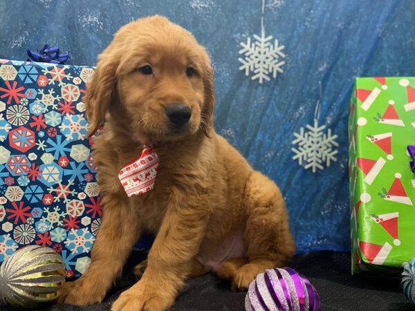 Golden Retriever DOG Male Dark Golden 12388 Petland Batavia, Illinois