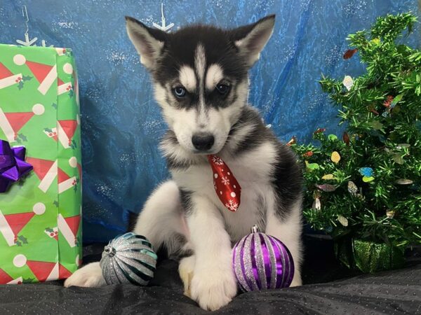 Siberian Husky DOG Male Black & White 12386 Petland Batavia, Illinois