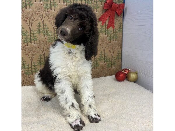 Standard Poodle-DOG-Female-Chocolate / White Parti-20265-Petland Batavia, Illinois