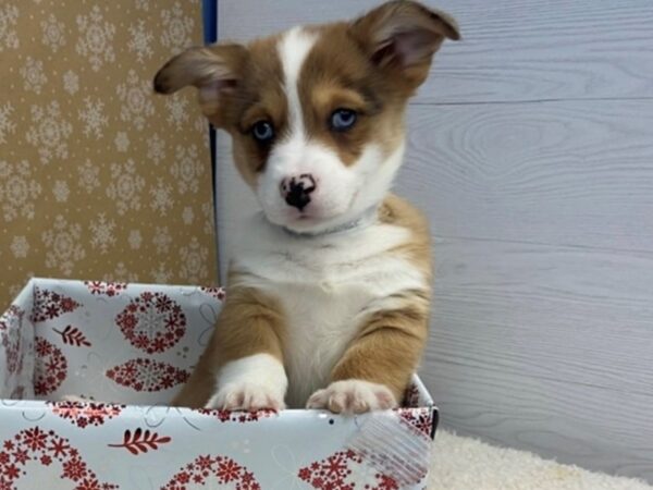 Auggie-DOG-Male-Red Merle-12416-Petland Batavia, Illinois