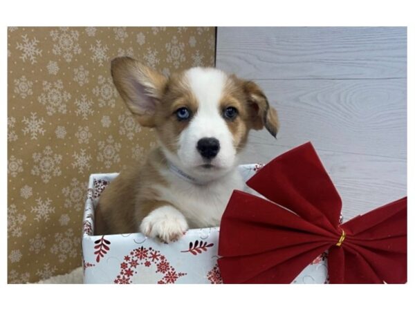 Auggie DOG Male Red Merle 12417 Petland Batavia, Illinois